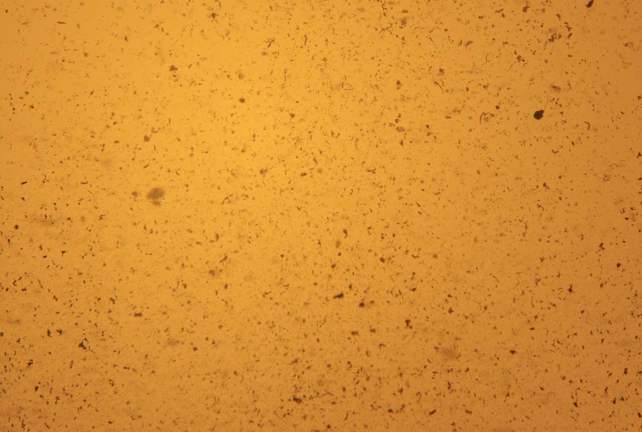 Image non trouvée
